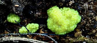 Attēlu rezultāti vaicājumam “Cribraria purpurea macro”