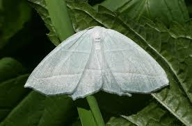 Attēlu rezultāti vaicājumam “Hepialus humuli”