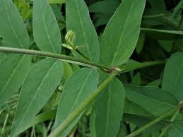 Attēlu rezultāti vaicājumam “Galega orientalis leaf”
