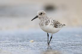 Attēlu rezultāti vaicājumam “Calidris alba adult”