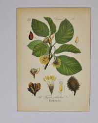 Attēlu rezultāti vaicājumam “Fagus sylvatica flower”