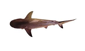 Image result for Carcharhinus leucas
