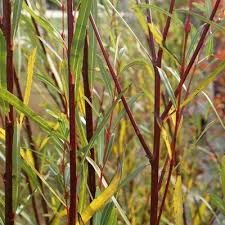 Attēlu rezultāti vaicājumam “Salix purpurea”