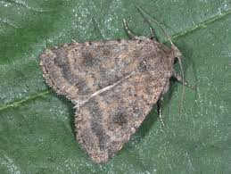 Attēlu rezultāti vaicājumam “Caradrina morpheus”