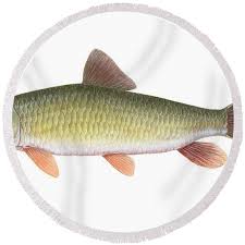 Image result for Moxostoma carinatum