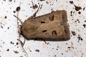 Attēlu rezultāti vaicājumam “Agrotis exclamationis”