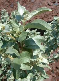 Attēlu rezultāti vaicājumam “Elaeagnus commutata”