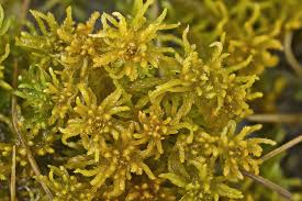 Attēlu rezultāti vaicājumam “Sphagnum contortum”