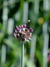 Attēlu rezultāti vaicājumam “Allium scorodoprasum leaf”