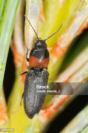 Attēlu rezultāti vaicājumam “Cardiophorus ruficollis”