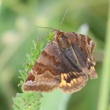 Attēlu rezultāti vaicājumam “Euclidia glyphica”