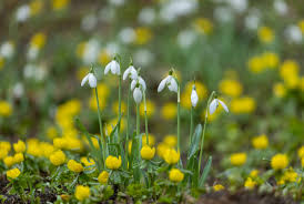 Attēlu rezultāti vaicājumam “Eranthis hyemalis flower”