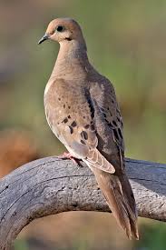 Image result for Zenaida macroura