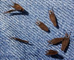 Attēlu rezultāti vaicājumam “Bidens frondosa fruit”