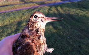 Attēlu rezultāti vaicājumam “Scolopax rusticola”