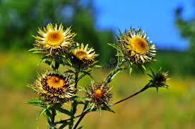Attēlu rezultāti vaicājumam “Carlina biebersteinii leaf”