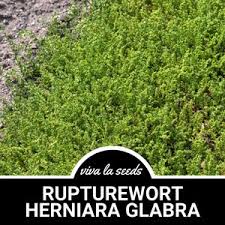 Attēlu rezultāti vaicājumam “Herniaria glabra”