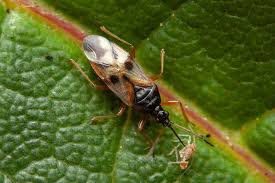 Attēlu rezultāti vaicājumam “Anthocoris nemorum”