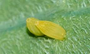 Attēlu rezultāti vaicājumam “Pieris rapae underside”