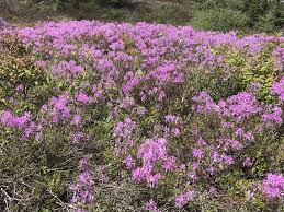 Attēlu rezultāti vaicājumam “Rhododendron canadense”