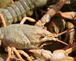 Attēlu rezultāti vaicājumam “Astacus leptodactylus”