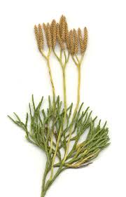 Attēlu rezultāti vaicājumam “Diphasium complanatum”