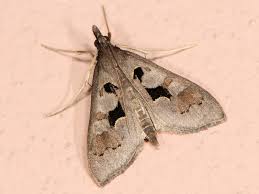 Attēlu rezultāti vaicājumam “Mecyna flavalis”