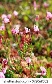 Attēlu rezultāti vaicājumam “Oxycoccus palustris flower”