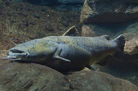 Image result for Pylodictis olivaris