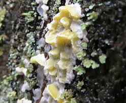 Attēlu rezultāti vaicājumam “Flaviporus citrinellus”