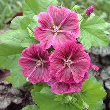Image result for Malva sylvestris var. mauritiana