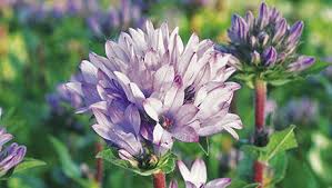Attēlu rezultāti vaicājumam “Campanula glomerata bud”