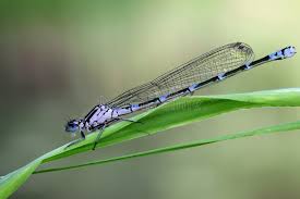 Attēlu rezultāti vaicājumam “Coenagrion pulchellum female”