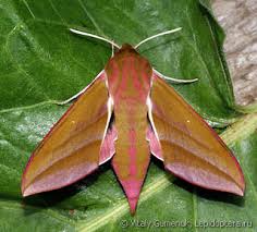 Attēlu rezultāti vaicājumam “Deilephila elpenor”