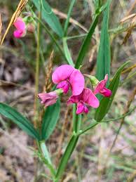 Attēlu rezultāti vaicājumam “Lathyrus sylvestris leaf”