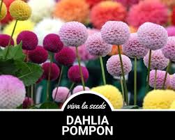 Image result for Dahlia x pinnata `Pompon Lilliput`