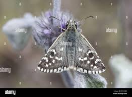 Attēlu rezultāti vaicājumam “Pyrgus alveus”