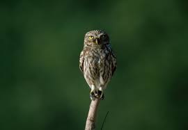 Attēlu rezultāti vaicājumam “Strigiformes”