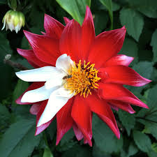 Image result for Dahlia Darkarin`