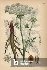 Attēlu rezultāti vaicājumam “Peucedanum palustre”