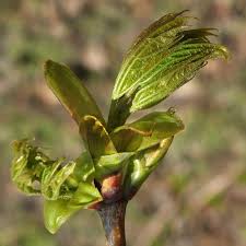 Attēlu rezultāti vaicājumam “Acer platanoides bud”