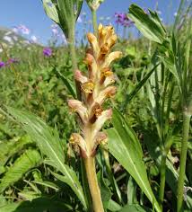 Attēlu rezultāti vaicājumam “Orobanchaceae”