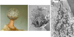 Attēlu rezultāti vaicājumam “myxomicetes”