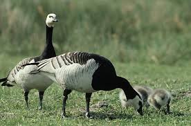 Attēlu rezultāti vaicājumam “Branta leucopsis adult”