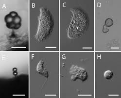 Attēlu rezultāti vaicājumam “Clastoderma debaryanum stalked”