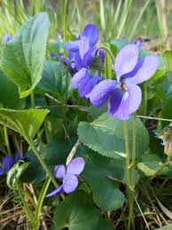 Attēlu rezultāti vaicājumam “Viola collina”