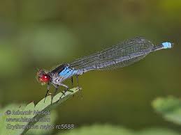 Attēlu rezultāti vaicājumam “Erythromma najas”