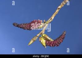 Attēlu rezultāti vaicājumam “Populus x canadensis fruit”