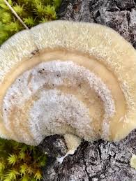 Attēlu rezultāti vaicājumam “Trametes hirsuta”