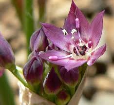 Attēlu rezultāti vaicājumam “Allium ursinum fruit”